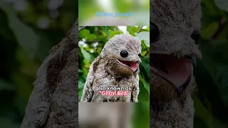 Potoo | The Ghost Bird #potoo #ghostbird