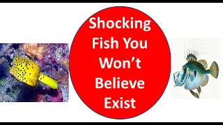 Shocking Fish You Won’t Believe Exist-2020-21