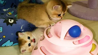 3 minutes of positive - funny Kittens play with each other