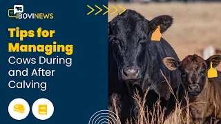 Webinar: Tips for Managing Cows During and After Calving