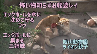 旭山動物園　怖い物知らずお転婆レイ　エッグボールを水に浸けるフウ　エッグボールに集まる三姉妹　ライオン親子　オリト＆イオちゃんファミリー　Orito & Io family　Lion family