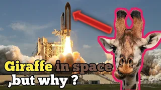 Every Animal Ever Sent To Space.