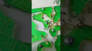 10 личинок солей вс муравьи мессор структор