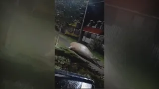 Elefante marino se paseó por las calles de Puerto Cisnes
