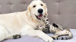 Golden Retriever Attacked by Funny Kitten (So Funny!!)