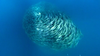 Amazing Fish Form Giant Ball to Scare Predators | Blue Planet | BBC Earth