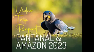 Video Report: Pantanal Amazon 2023 (Brazil)