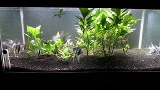 Fat 40-Gallon, Planted, Angelfish and Rainbowfish Aquascape 5-7-24