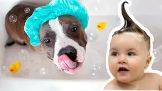 Собаки и дети, лучшие друзья, время Купаться | Dogs and Baby, the best video