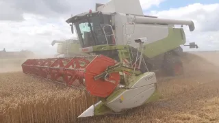 Жнива 2019 Могильов-Подольськ Lexion 580