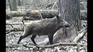 Фотоловушка в лесу у дерева-чесалки