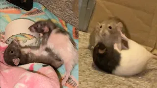 My Dwarf Rats being ✨DRAMATIC✨ (its mostly Butter 😅)