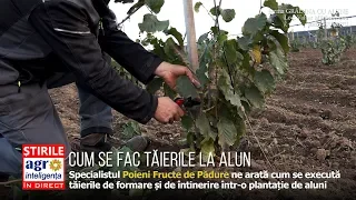 Cum se fac tăierile la alun