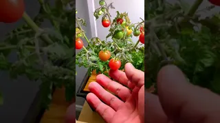 WOW!!  Baby tomatoes have ripened under the SF600 led grow light