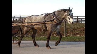 GORGEOUS DAPPLE GRAY PERCHERON QUARTER HORSE CROSSBRED, BROKE TO RIDE & DRIVE, GENTLE & QUIET