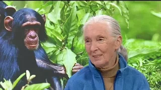 Icon: The Life of Jane Goodall