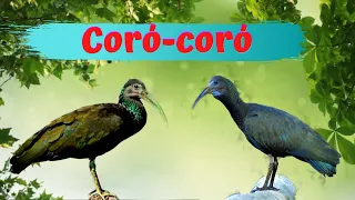 Coró coró - também conhecido como íbis-verde.