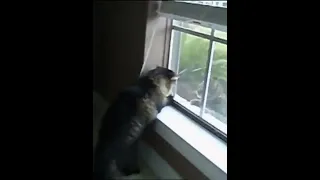 best funny2 animal videos 2022 - funniest cats and dogs videos P. 1163