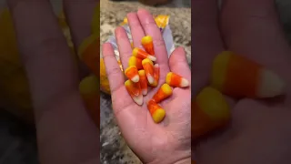 I tried to melt Candy Corn