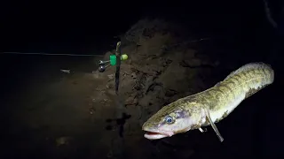 Night fishing for the bottom tackle! Freshwater cod and zander for live bait.