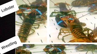 Lobsters wrestling with each other, caught on camera#shorts