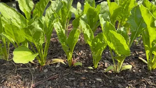 Full Garden Tour | May 2024 | Kitchen Garden | Market Garden