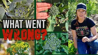 What's Wrong with my Broccoli:  Bolted Brassicas