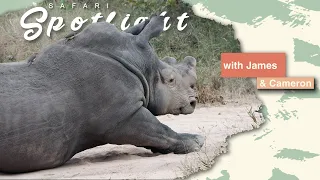 Three resting rhinos battling the Monday Blues! - Safari Spotlight #18