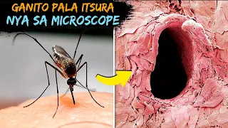 25 Mga bagay na Makikita mo lang kapag gumamit ka ng Microscope Part 1