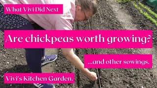 Vivi's Kitchen Garden: Are chickpeas worth growing? And other sowings.