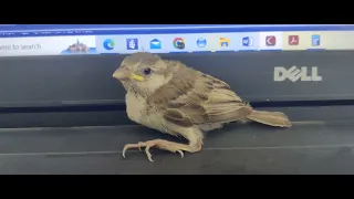 sparrow baby came and sat on my laptop