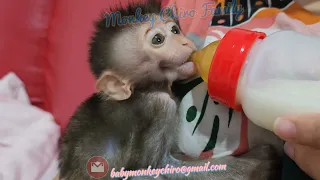 Baby Monkey Chika Relax and Drinking Milk Afternoon with Grandma