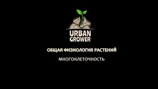 УРБАН ГРОВЕР УРОК 3 - МНОГОКЛЕТОЧНОСТЬ.