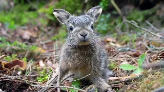 Красный Бор: животные для фотографа. Animals of Krasny Bor for the photographer