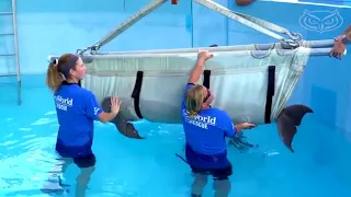 FAU's Marine Mammal Rescue Program