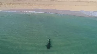 Drone Footage Captures Tiger Shark Roaming Close to Swimmers in Miami's South Beach Shore