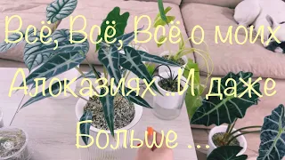 Моя Коллекция  Алоказий 2023  ! Уход ! Наблюдения ! Добрые Советы