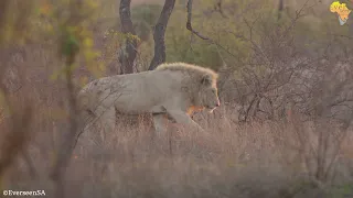 Casper the White LION | A dream come true