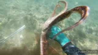 Maui Tako Diving the shallows