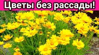 Цветы без рассады! Посейте эти цветы сразу в грунт, они станут украшением любого цветника