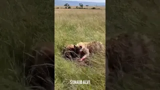 Two hynas eating calf alive