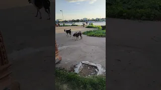 Amazing Couple dog so funny Honey Stop now stop now dog meeting