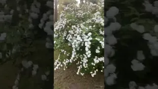 Посмотрите как цветёт Абхазия