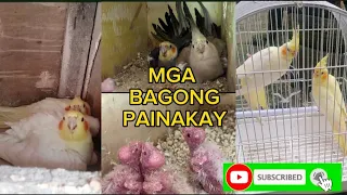 MGA BAGONG INAKAY NANG ATING ALAGANG CoCKATIELS (VLOG.007...)