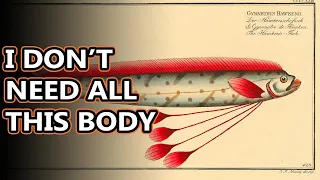 Oarfish facts: ribbons of the sea | Animal Fact Files