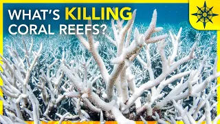 What's Killing The Coral Reefs?