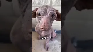 This dog got an incredible transformation ❤️