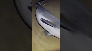 Dead Dolphin found in Long Branch