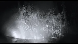 Ночное купание Бобра. Видео с фотоловушки. Фотоохота.