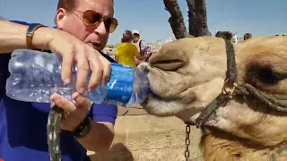 GARY LEE - Dándole un poco de agua a mi camello